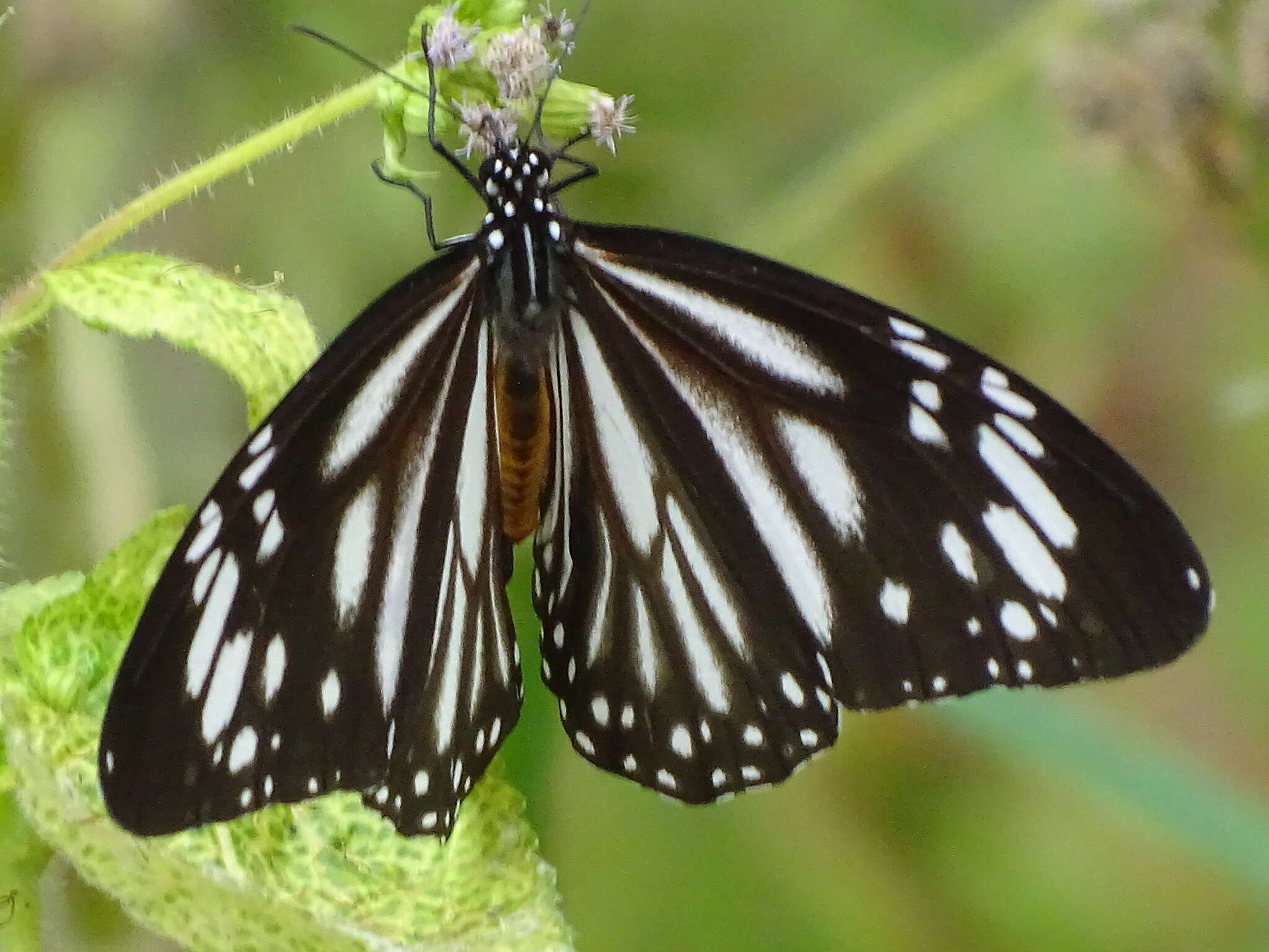 Image de Danaus (Anosia) melanippus subsp. edmondii Bougaunville 1837