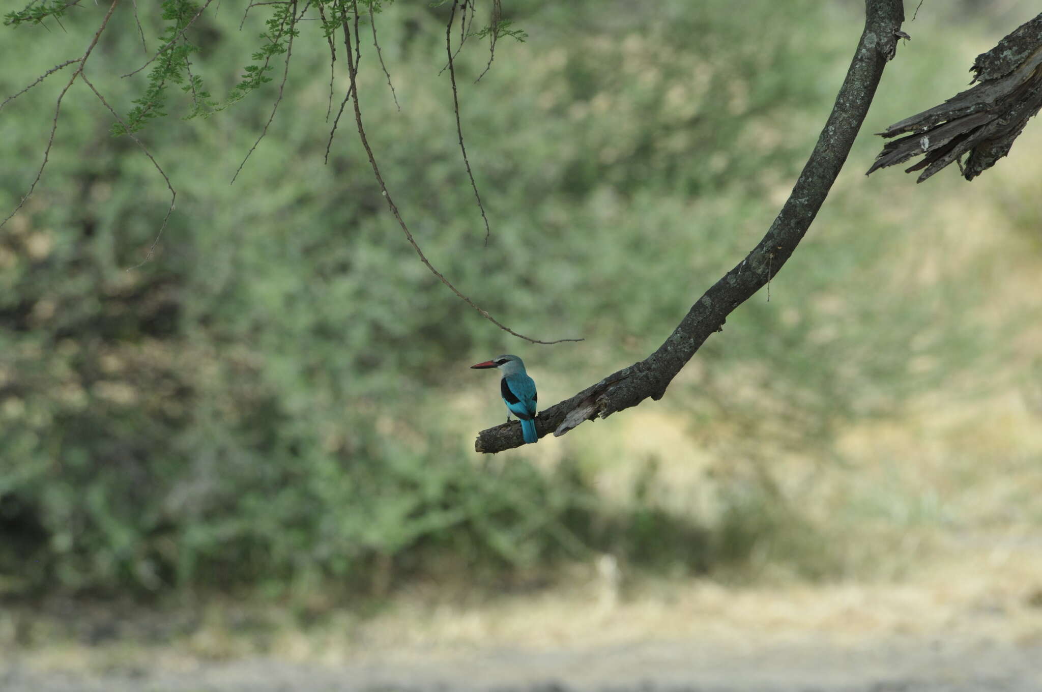 Image of Senegal Kingfisher