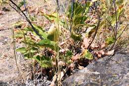 Imagem de Eriogonum elatum var. elatum