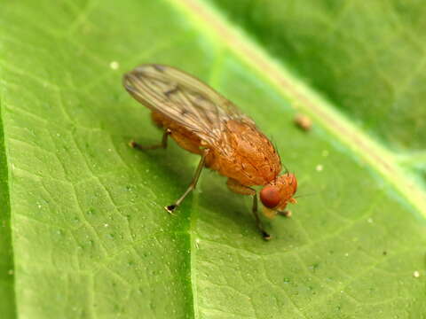 صورة Suillia quinquepunctata (Say 1823)