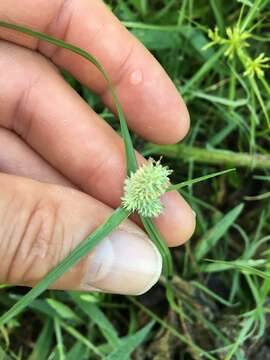 Image de Cyperus sesquiflorus subsp. sesquiflorus