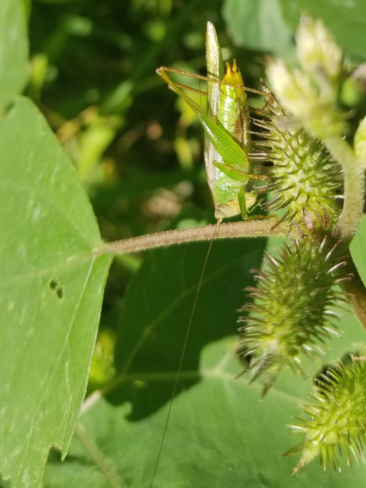 Image of Agile Meadow Katydid