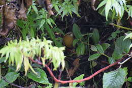 Image of Plain-tailed Wren