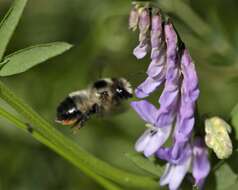 Image of Black-and-gray Leaf-cutter Bee