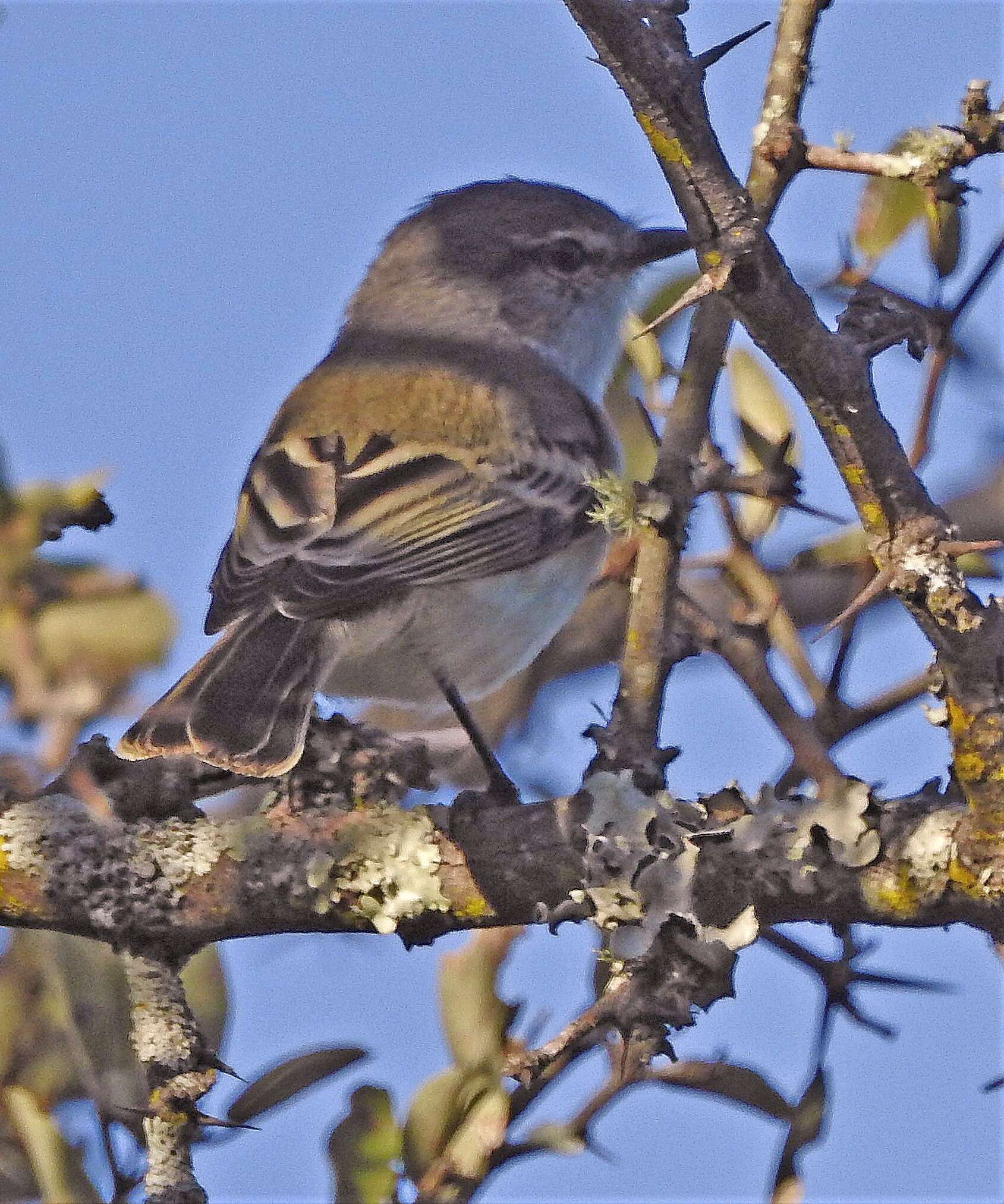 Image of Straneck's Tyrannulet