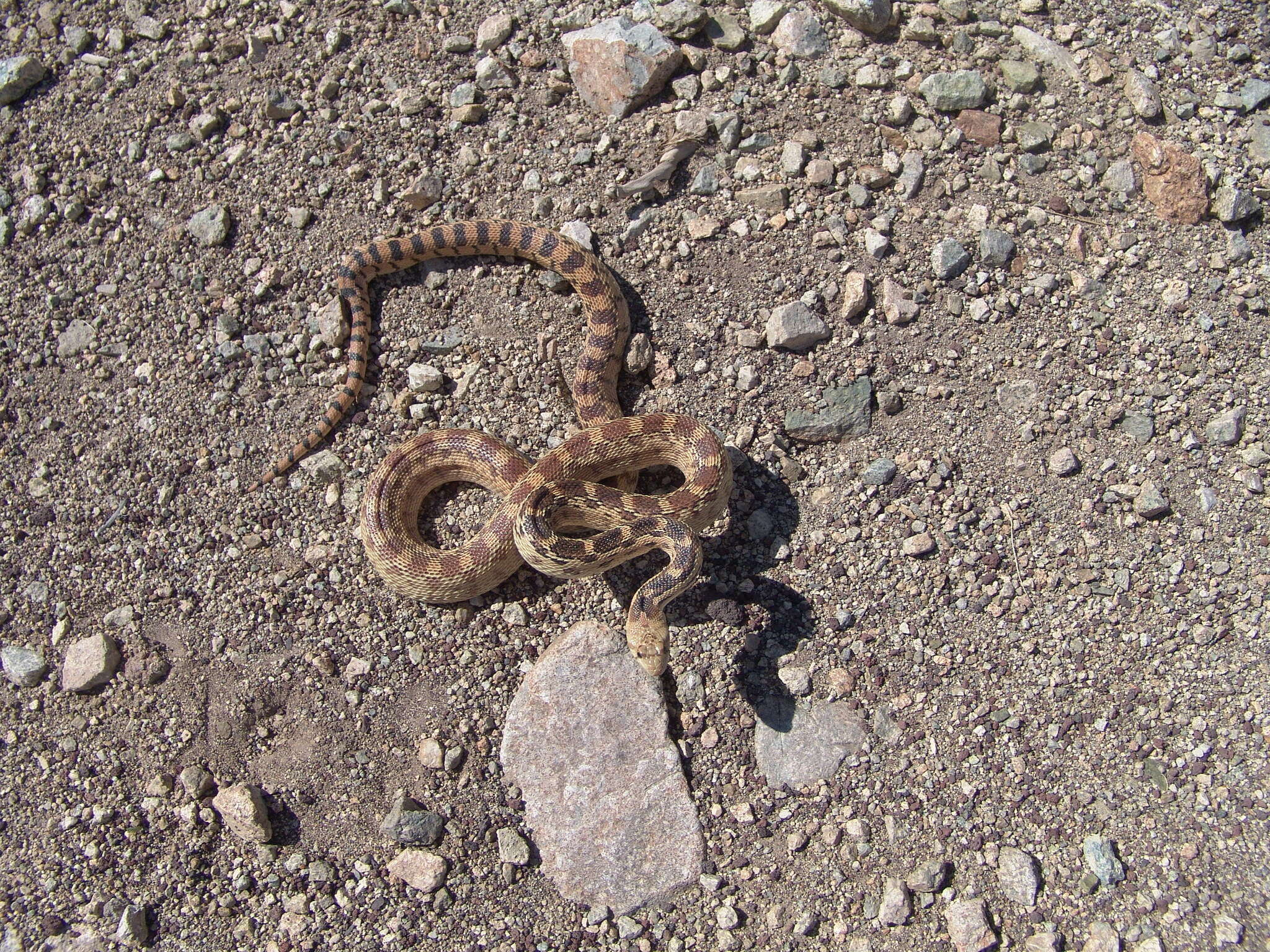 Pituophis catenifer deserticola Stejneger 1893的圖片