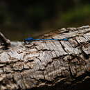 Image of Cerulean Dancer