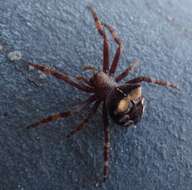 Image of Araneus saevus (L. Koch 1872)