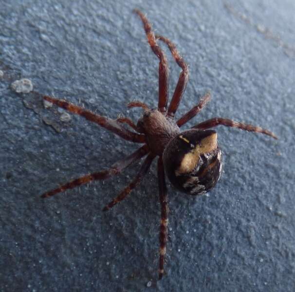 Image of Araneus saevus (L. Koch 1872)