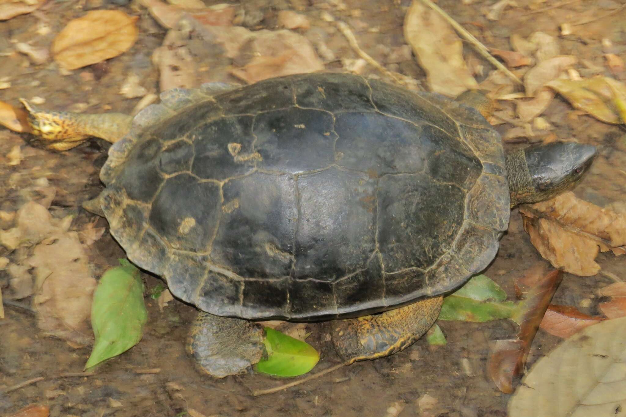 Image of Black River Turtle