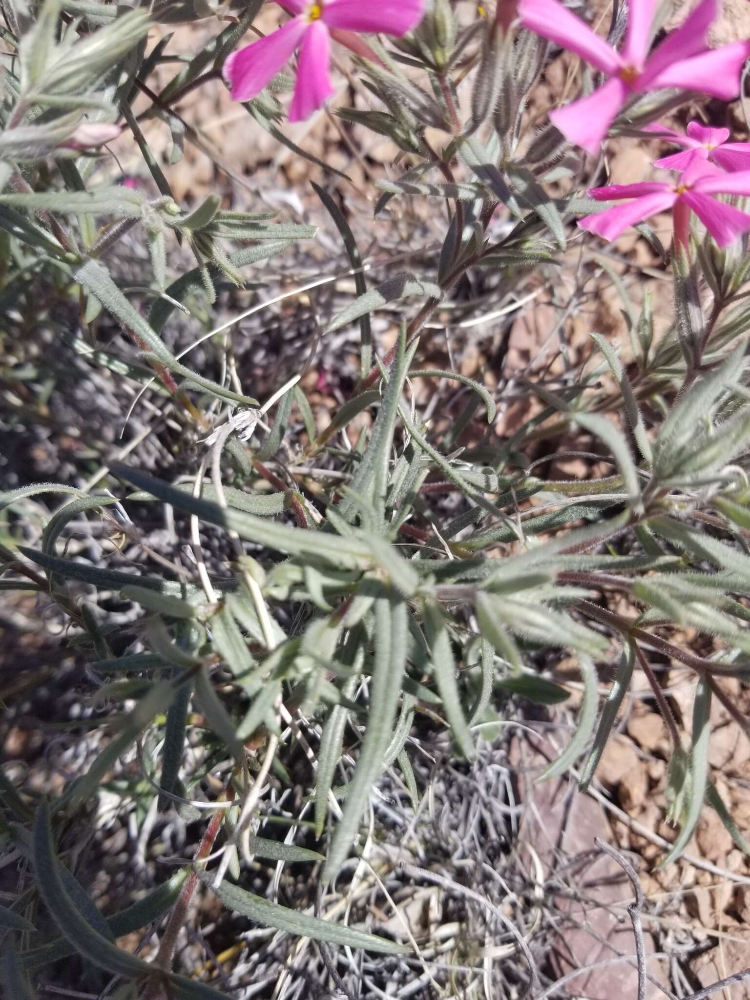 Image of cold-desert phlox