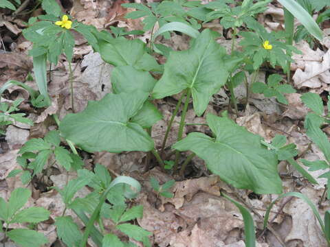 Image of Arum besserianum Schott