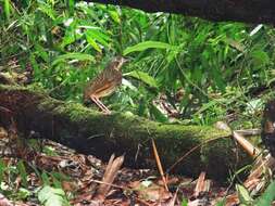 Image of Variegated Antpitta