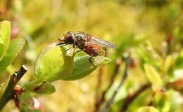 Image of Rhingia campestris Meigen 1822