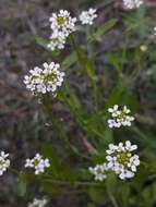 Image of white ballmustard