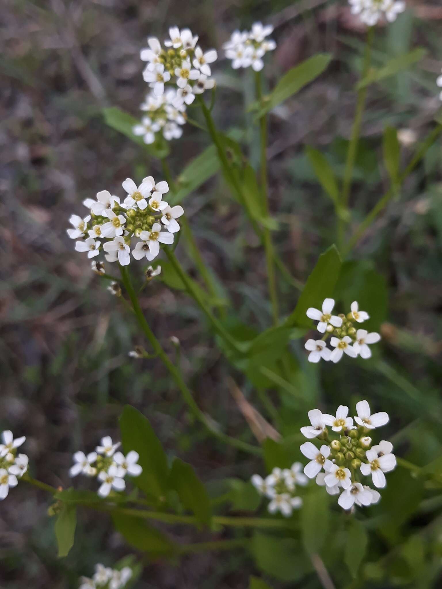 Image de Calepina irregularis (Asso) Thell.