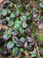 Image of Western Teaberry