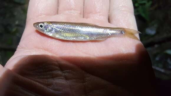 Image of Spotfin shiner