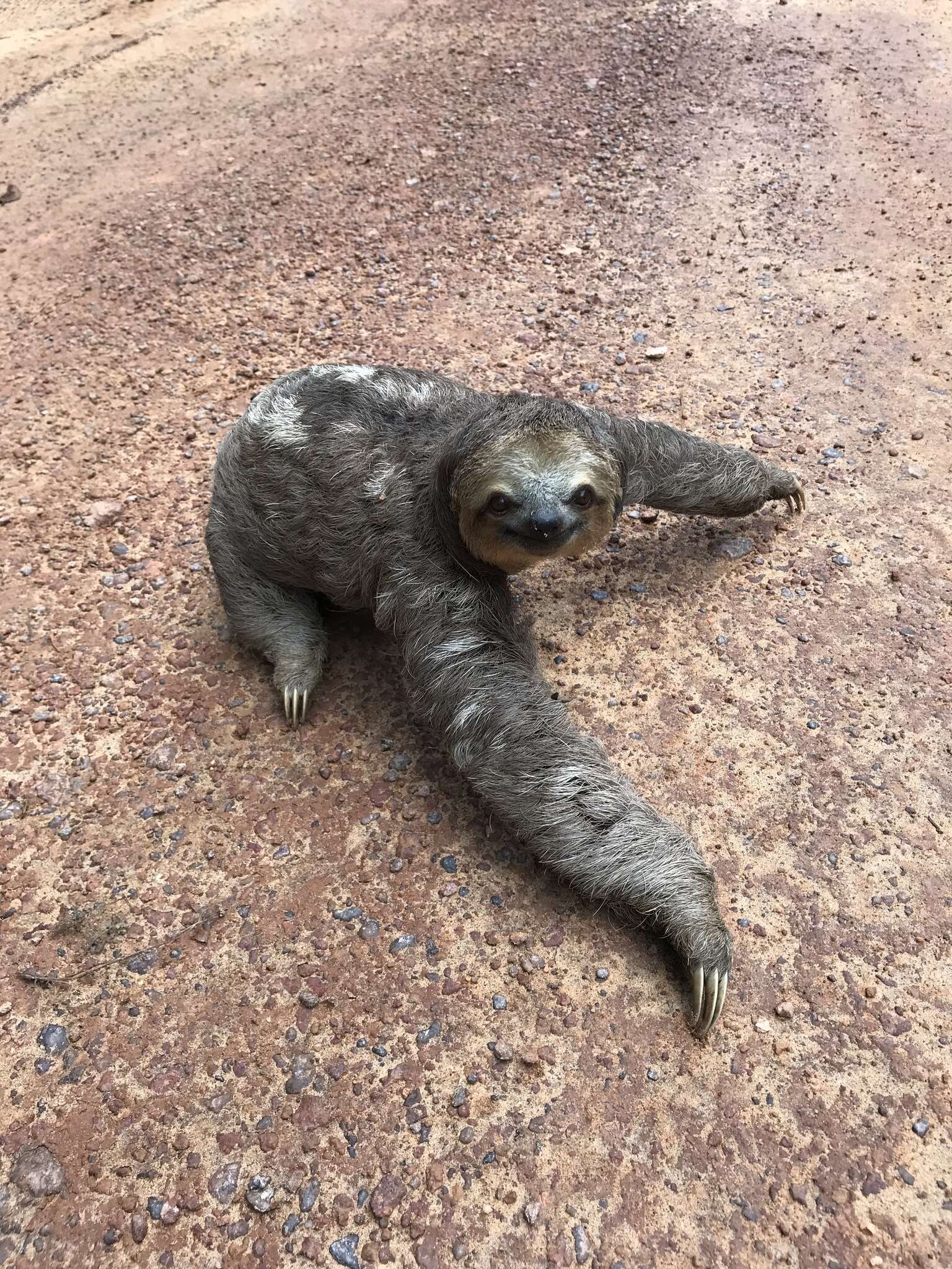 Image of Pale-throated Sloth