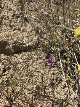 Image de Clarkia xantiana subsp. parviflora (Eastwood) H. Lewis & P. H. Raven