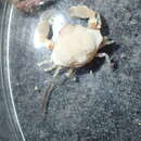 Image of Bryer's nut crab