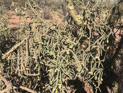 Image of cholla