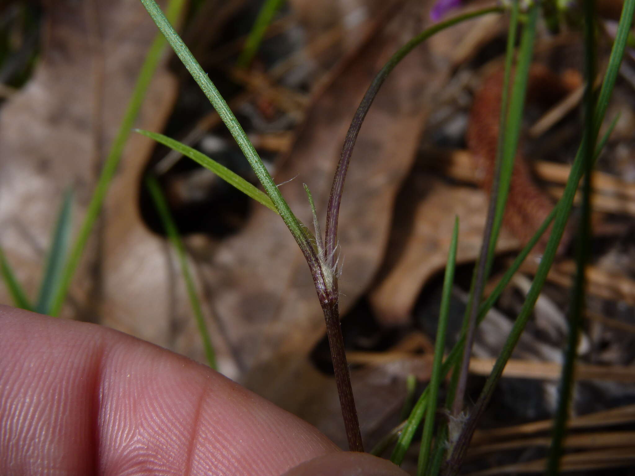 Image de Callisia graminea (Small) G. C. Tucker