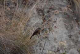 Image of Brown-backed Chat-Tyrant