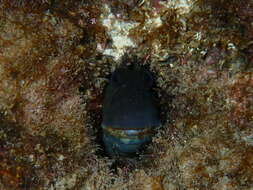 Image of Peacock Rockskipper