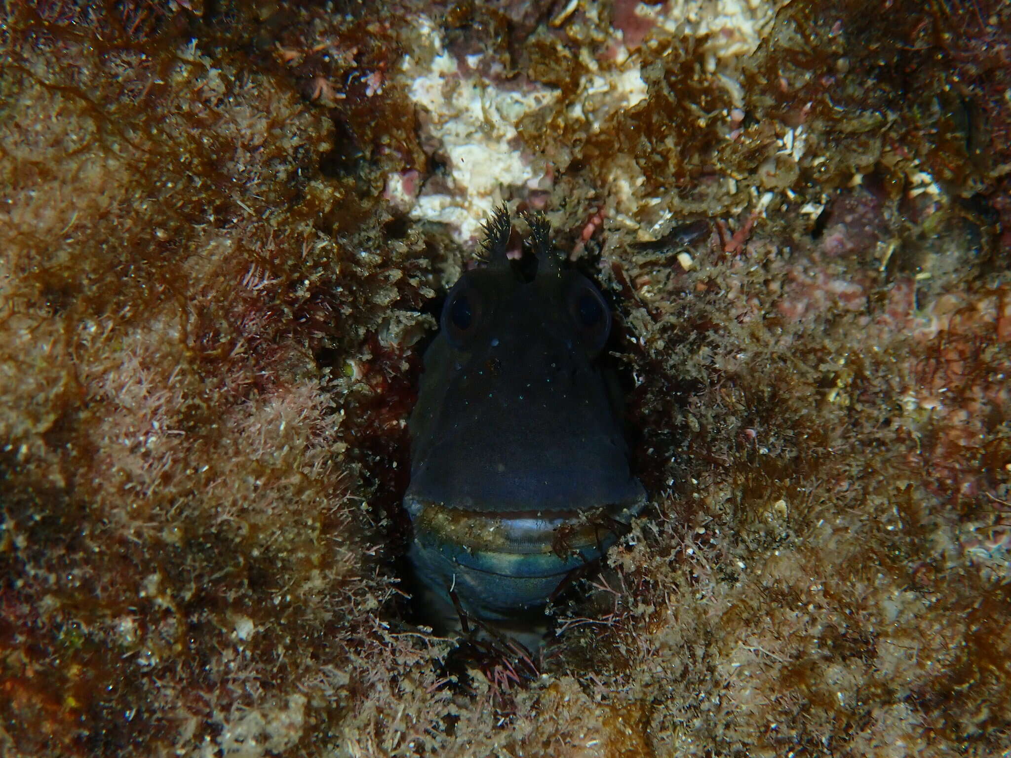 Istiblennius meleagris (Valenciennes 1836) resmi