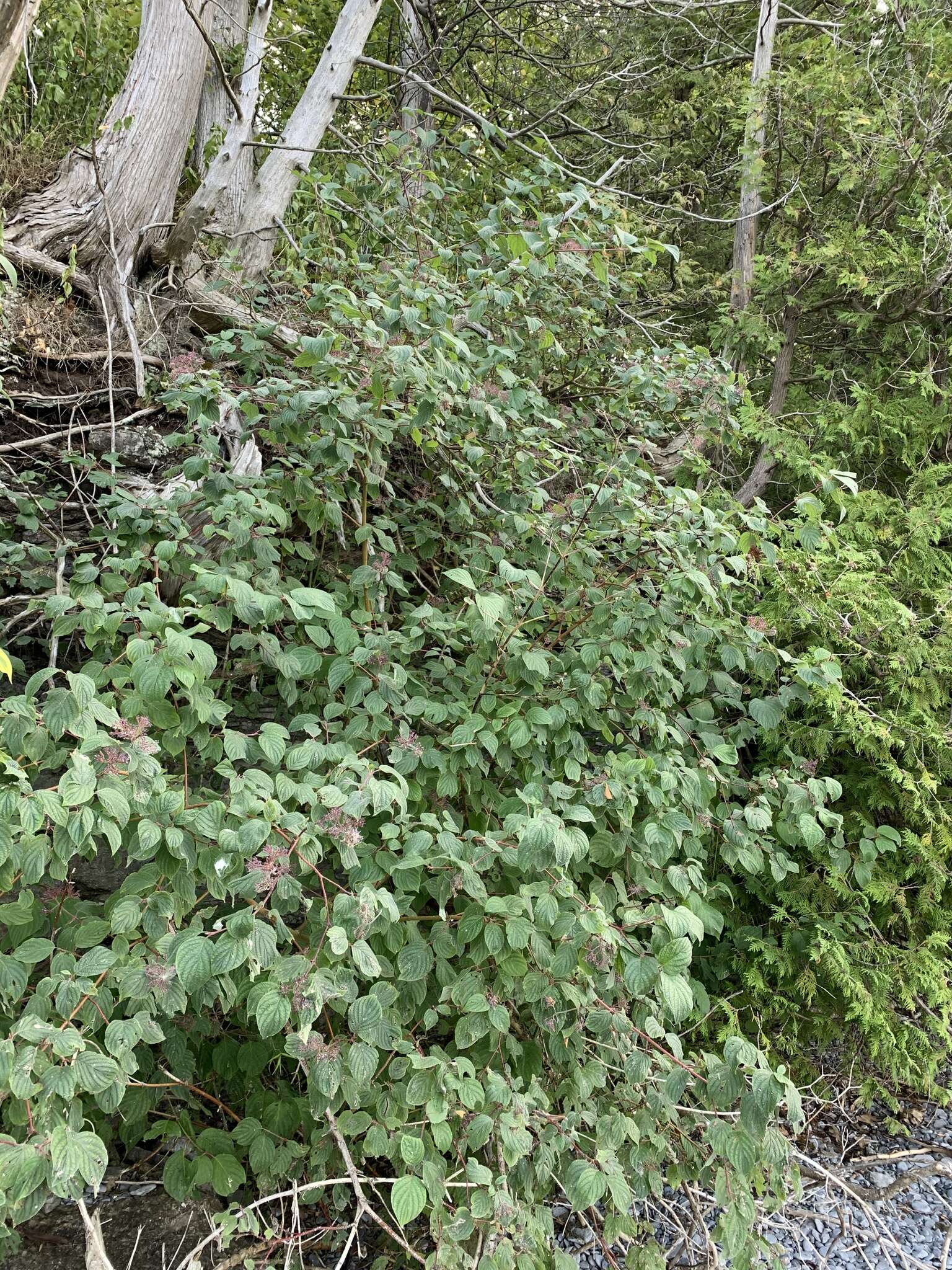 Слика од Cornus slavinii Rehder