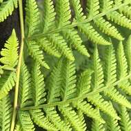 Image of swordfern