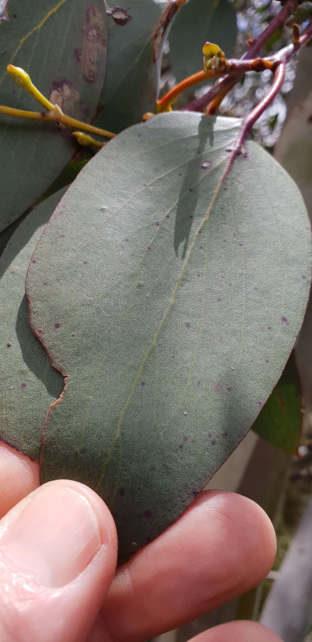 Image of Eucalyptus pauciflora subsp. debeuzevillei (Maiden) L. A. S. Johnson & Blaxell