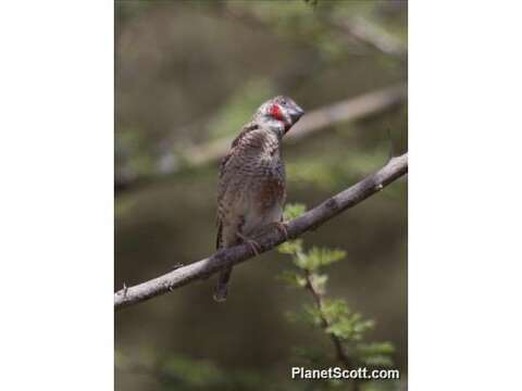 Image of Cut-throat Finch