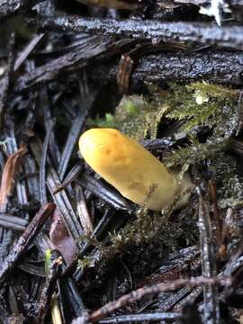 Image of Trichoderma leucopus Jaklitsch 2011