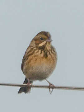 Image of Chestnut-eared Bunting