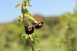 Image of Tinnea rhodesiana S. Moore