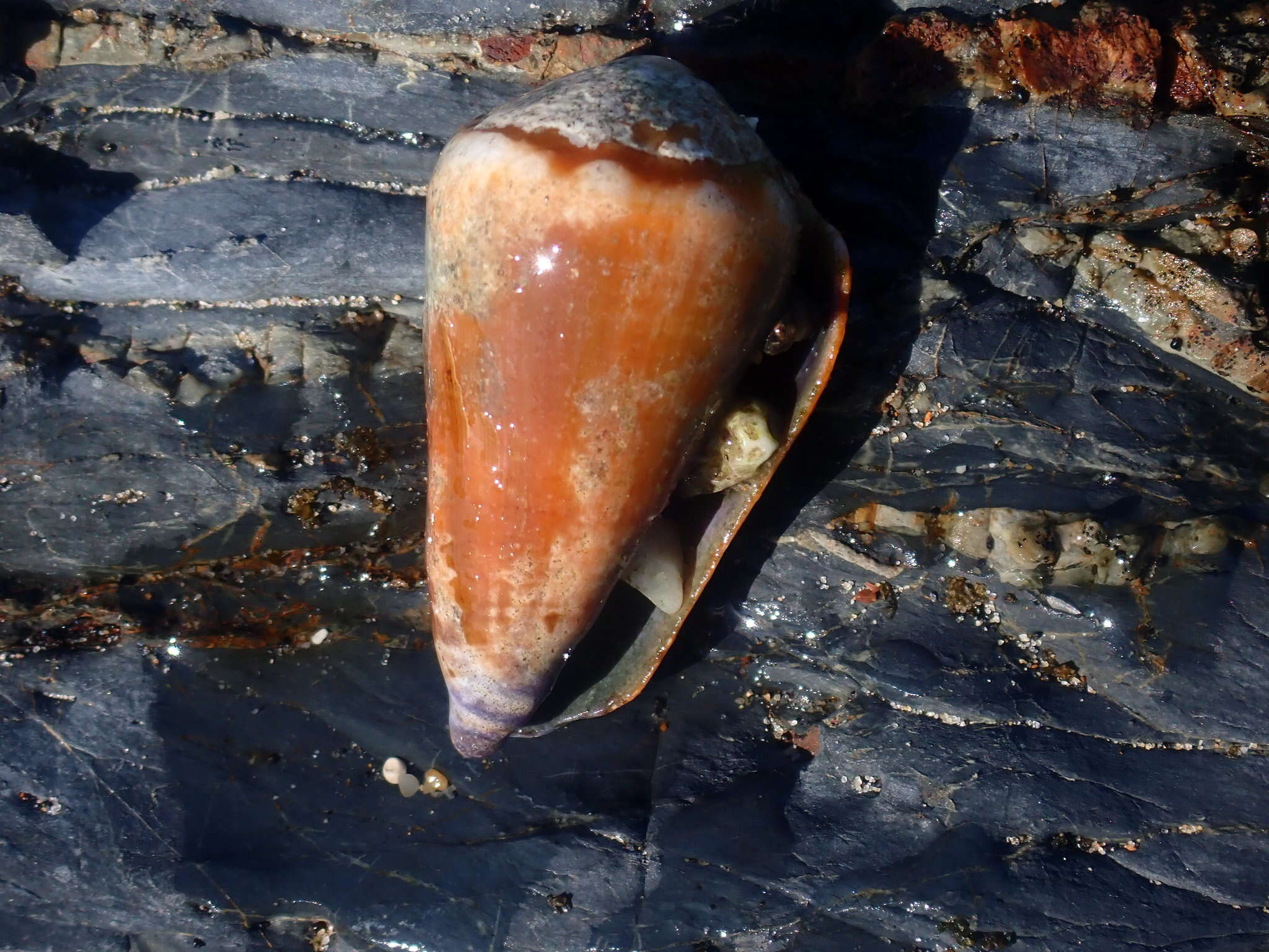 Image of blood-stained cone