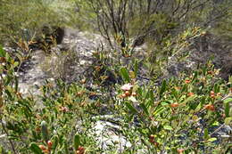 Image of Phebalium nottii (F. Müll.) F. M. Bailey