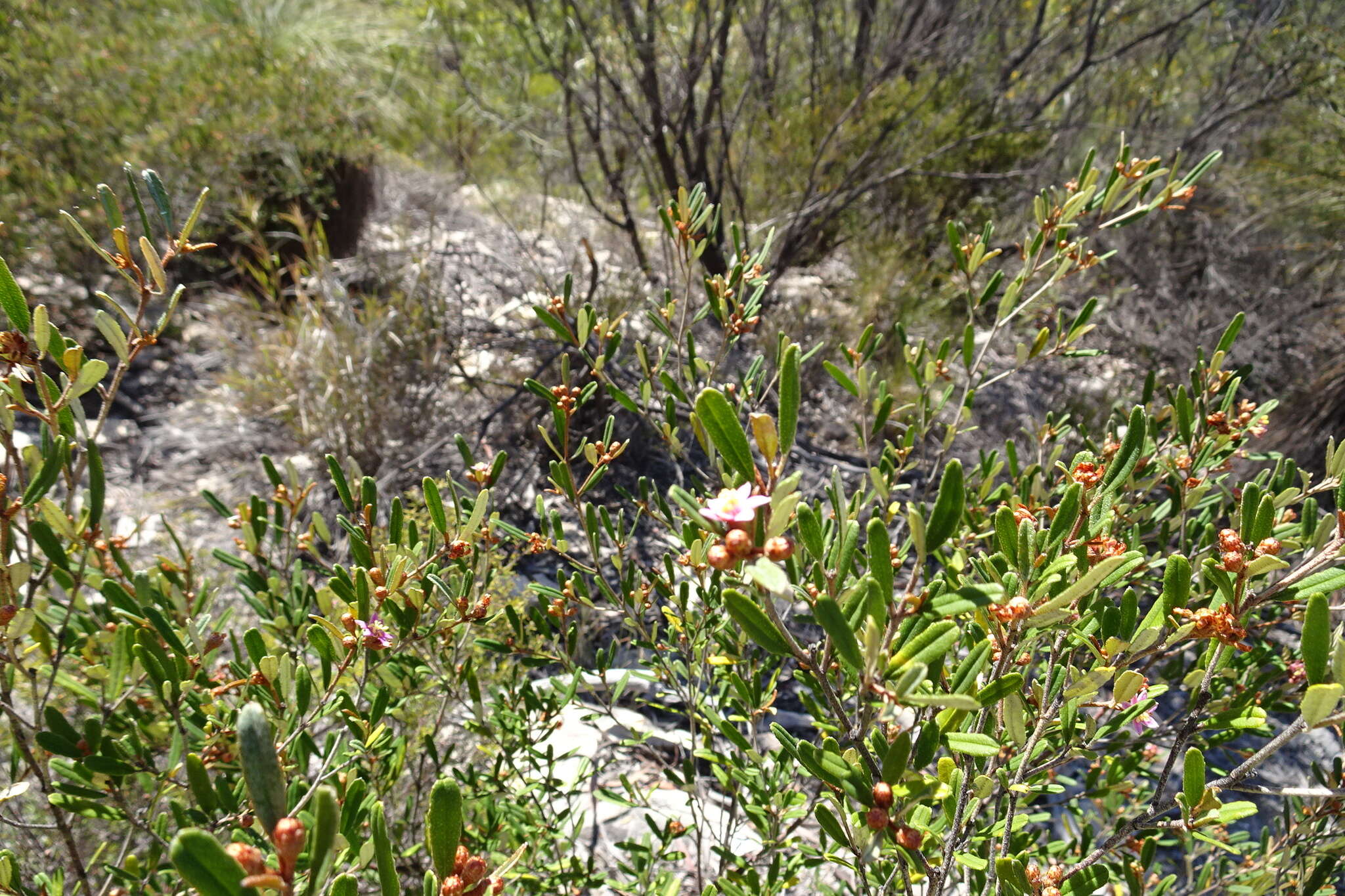 Image of Phebalium nottii (F. Müll.) F. M. Bailey