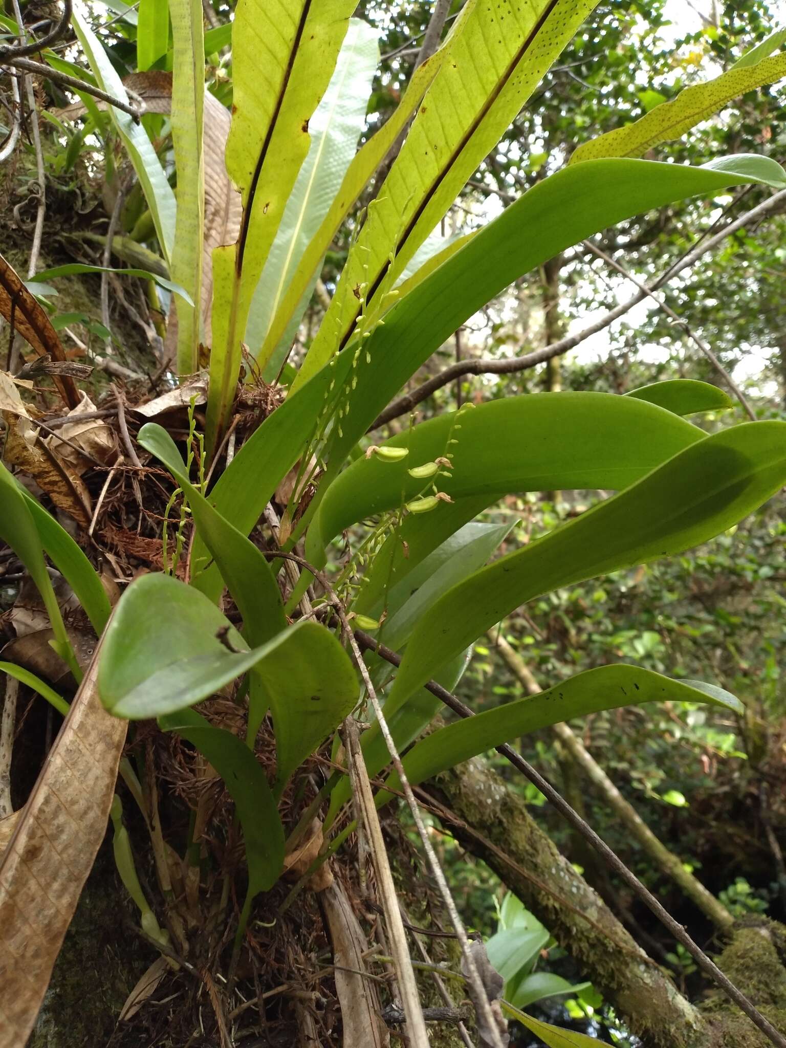 Image of flor de llanten