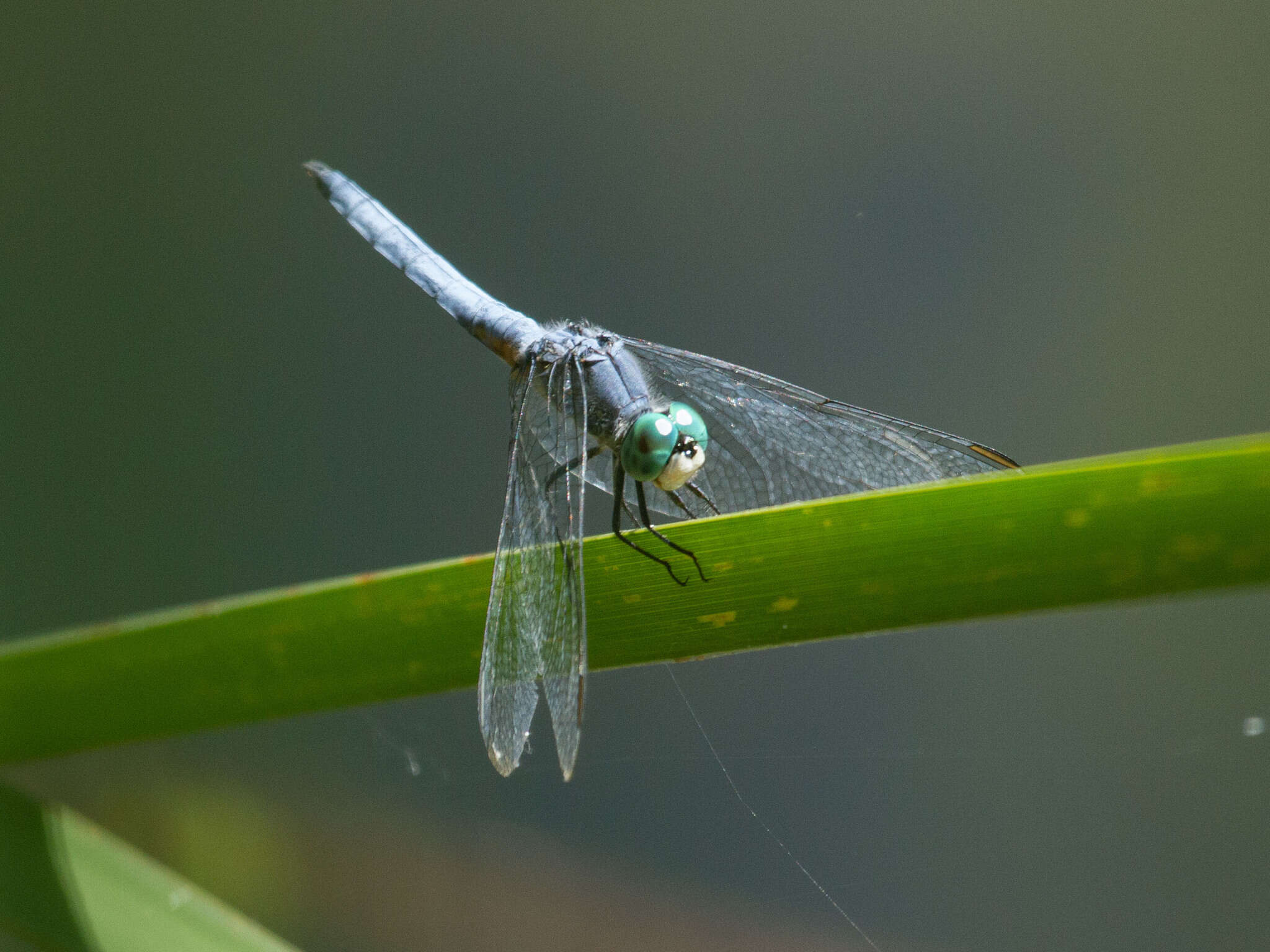 Image of Blue Dasher