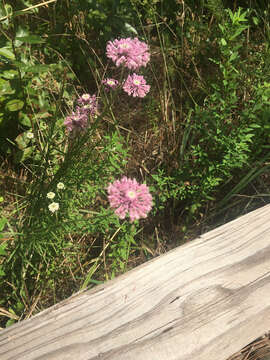 Image of grassleaf Barbara's buttons