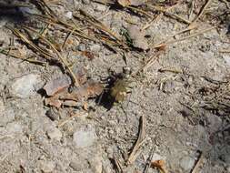 Image of Cicindela (Cicindela) sylvicola Dejean 1822