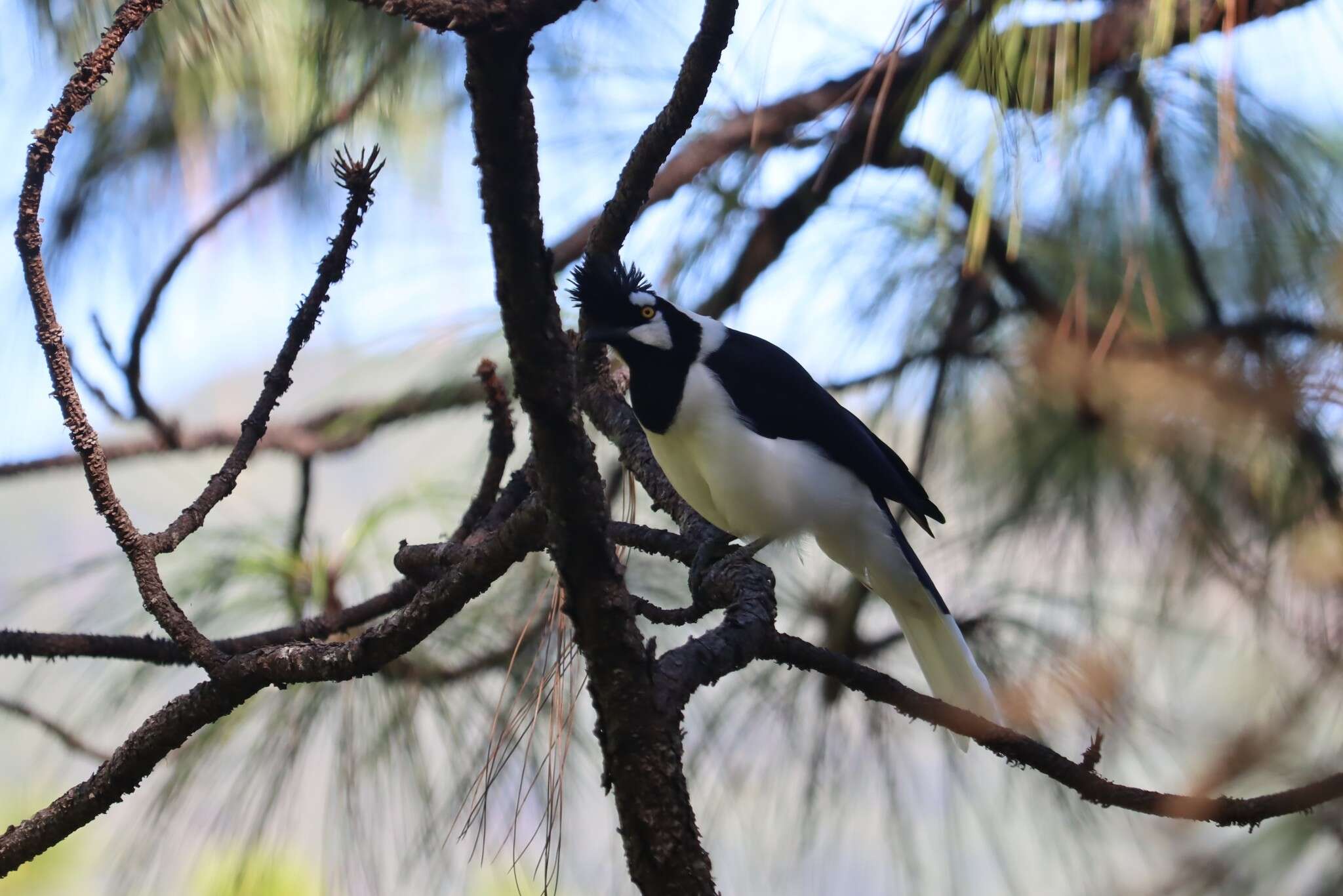 Imagem de Cyanocorax dickeyi Moore & RT 1935