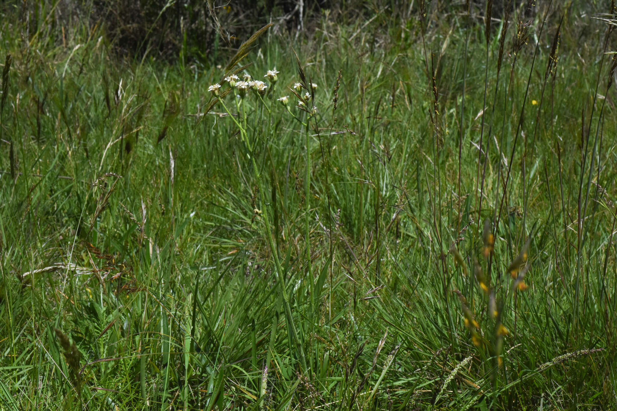 Imagem de Holocheilus brasiliensis (L.) Cabrera