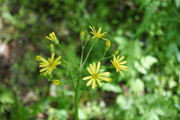 Image of Tephroseris cladobotrys subsp. cladobotrys