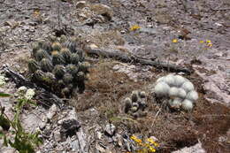 صورة Echinocereus rischeri