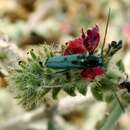 Image of Phytoecia (Opsilia) coerulescens (Scopoli 1763)