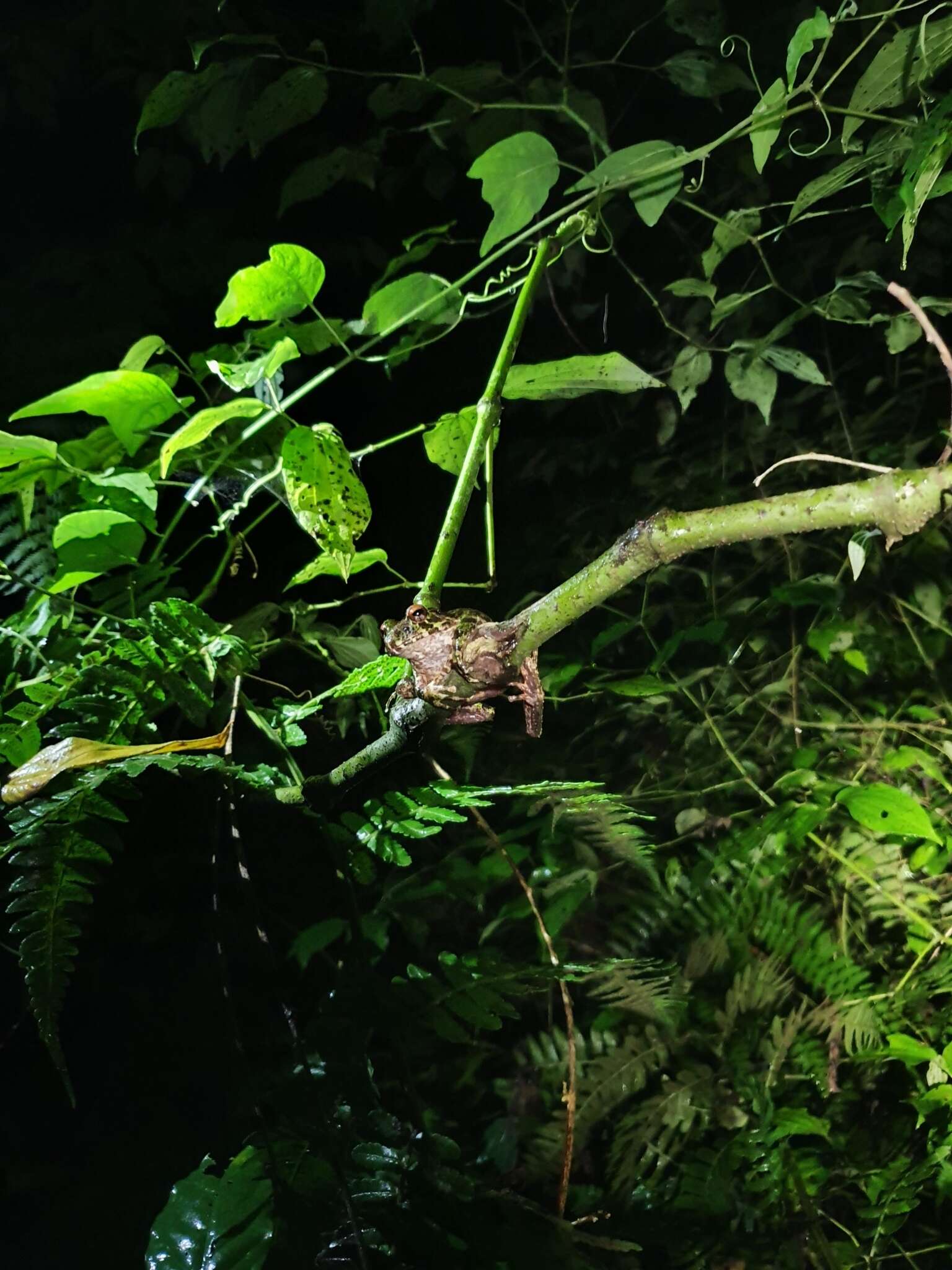 Image of Norton's Robber Frog